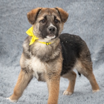 Собаки в добрые руки - Мариус - 2