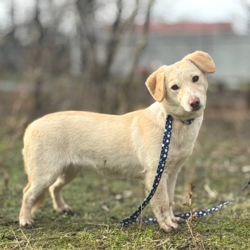 Собаки в добрые руки - Ванилька