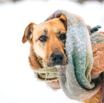 Лесси - Собаки в добрые руки