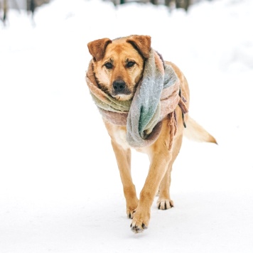 Собаки в добрые руки - Лесси - 1