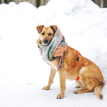 Собаки в добрые руки - Лесси - 2