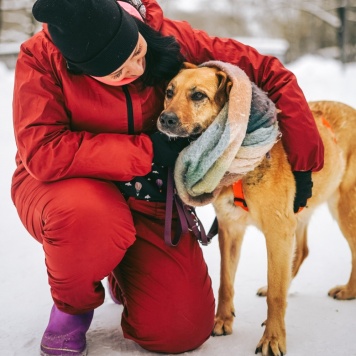 Собаки в добрые руки - Лесси - 3