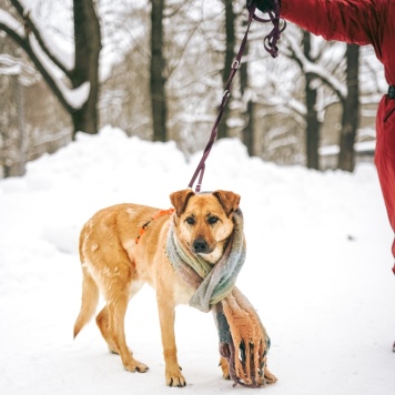 Собаки в добрые руки - Лесси - 4