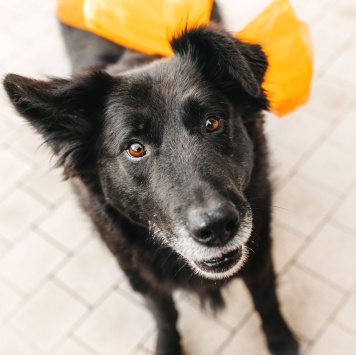 Шанти - Собаки в добрые руки