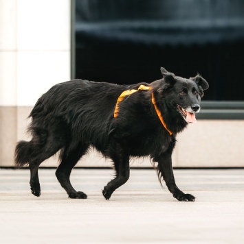 Собаки в добрые руки - Шанти - 4