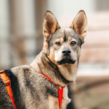 Собаки в добрые руки - Булочка