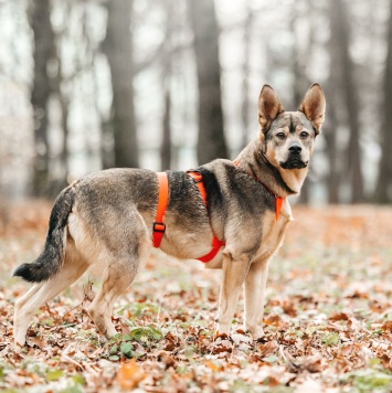 Собаки в добрые руки - Булочка - 1