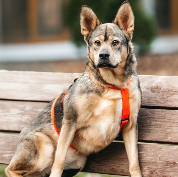 Собаки в добрые руки - Булочка - 3