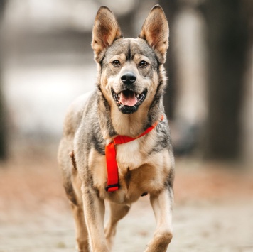 Собаки в добрые руки - Булочка - 4