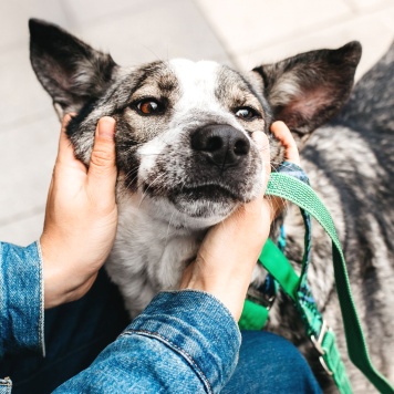 Собаки в добрые руки - Джаз