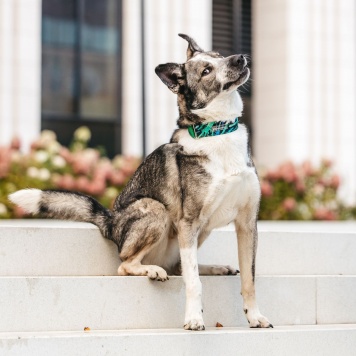 Собаки в добрые руки - Джаз - 1