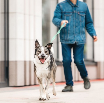 Собаки в добрые руки - Джаз - 2