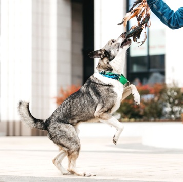 Собаки в добрые руки - Джаз - 4