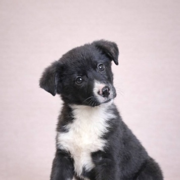 Собаки в добрые руки - Юта