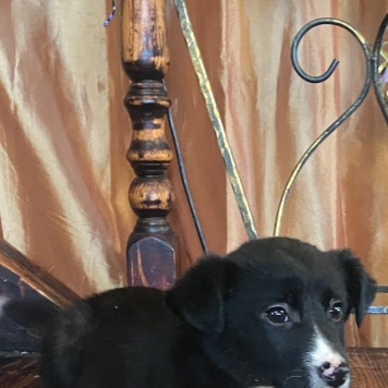 Собаки в добрые руки - Юта - 1