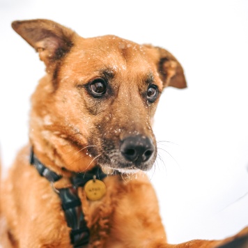 Собаки в добрые руки - Арчи