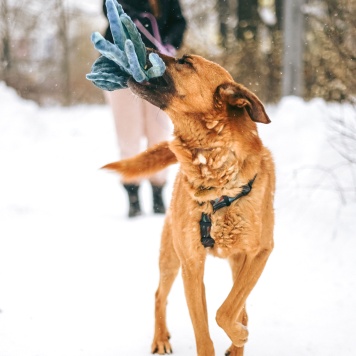 Собаки в добрые руки - Арчи - 1