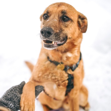 Собаки в добрые руки - Арчи - 2