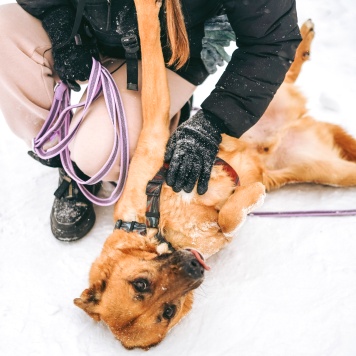 Собаки в добрые руки - Арчи - 3