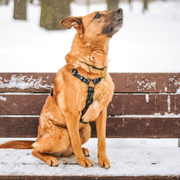Собаки в добрые руки - Арчи - 4