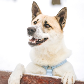 Собаки в добрые руки - Санни