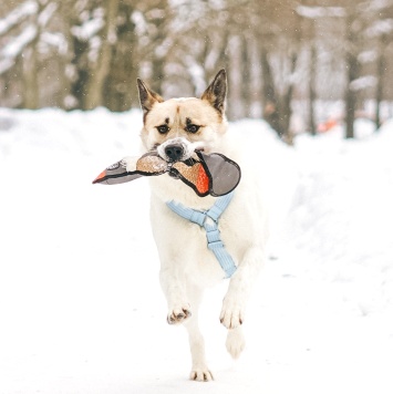 Собаки в добрые руки - Санни - 1
