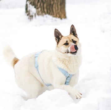 Собаки в добрые руки - Санни - 3