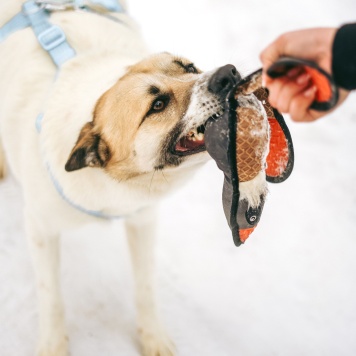 Собаки в добрые руки - Санни - 4