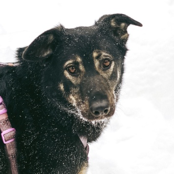 Собаки в добрые руки - Инди - 1