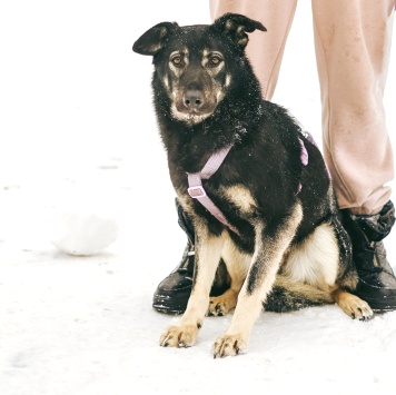 Собаки в добрые руки - Инди - 2