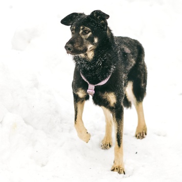 Собаки в добрые руки - Инди - 3