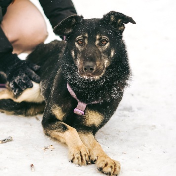 Собаки в добрые руки - Инди - 4