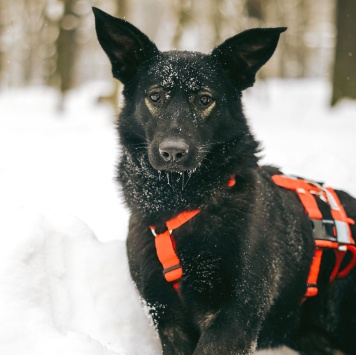 Собаки в добрые руки - Зита