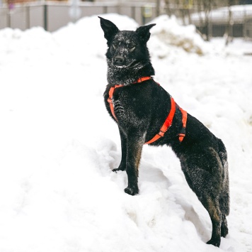 Собаки в добрые руки - Зита - 1
