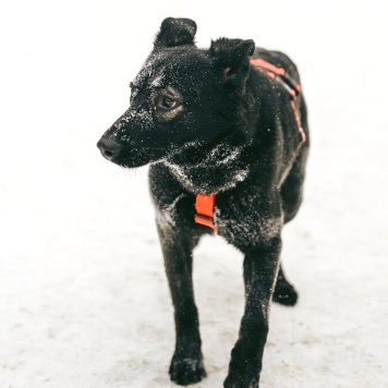 Собаки в добрые руки - Зита - 2