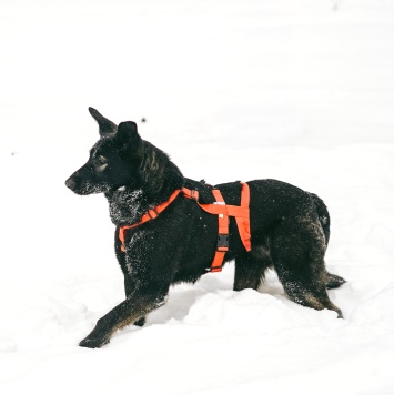 Собаки в добрые руки - Зита - 3