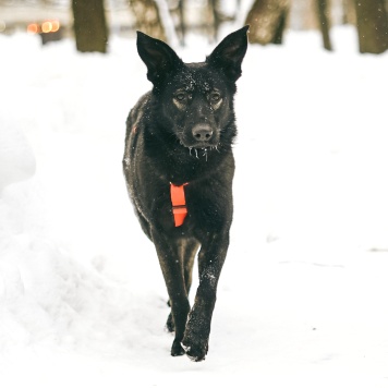 Собаки в добрые руки - Зита - 4