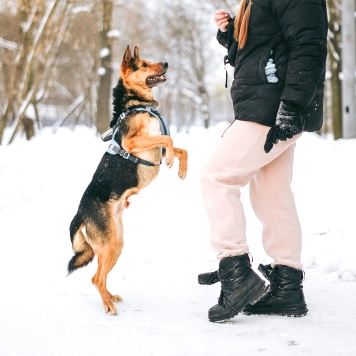 Собаки в добрые руки - Шурик - 1