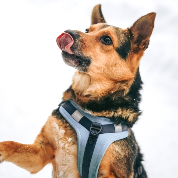 Собаки в добрые руки - Шурик - 4