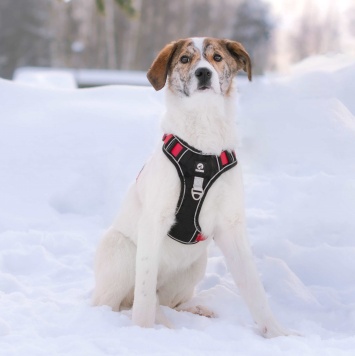 Собаки в добрые руки - Боня - 1