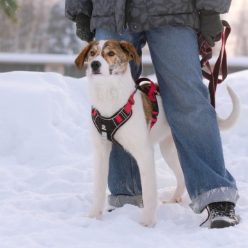 Собаки в добрые руки - Боня - 3