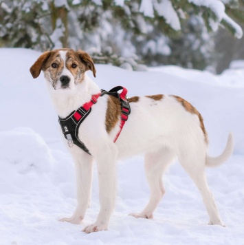 Собаки в добрые руки - Боня - 4