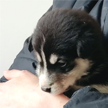 Собаки в добрые руки - Уголек