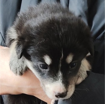 Собаки в добрые руки - Ночка