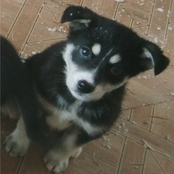 Ночка - Собаки в добрые руки