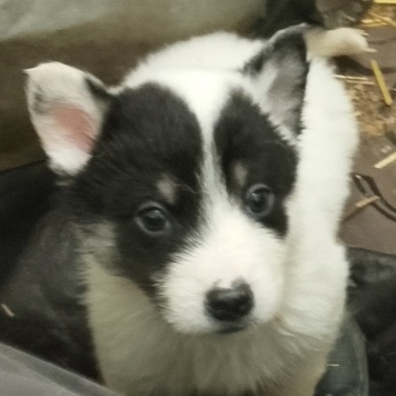 Дружок - Собаки в добрые руки