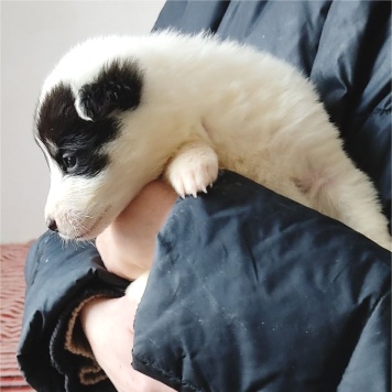 Собаки в добрые руки - Дружок - 1