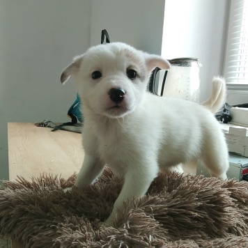 Собаки в добрые руки - Думка