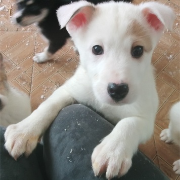 Думка - Собаки в добрые руки