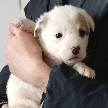 Собаки в добрые руки - Думка - 1